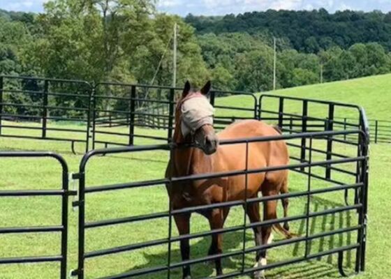 Durable Goat Farm Fence Horse Cattle Yard Panel For Animal Security 1.8*2.1m